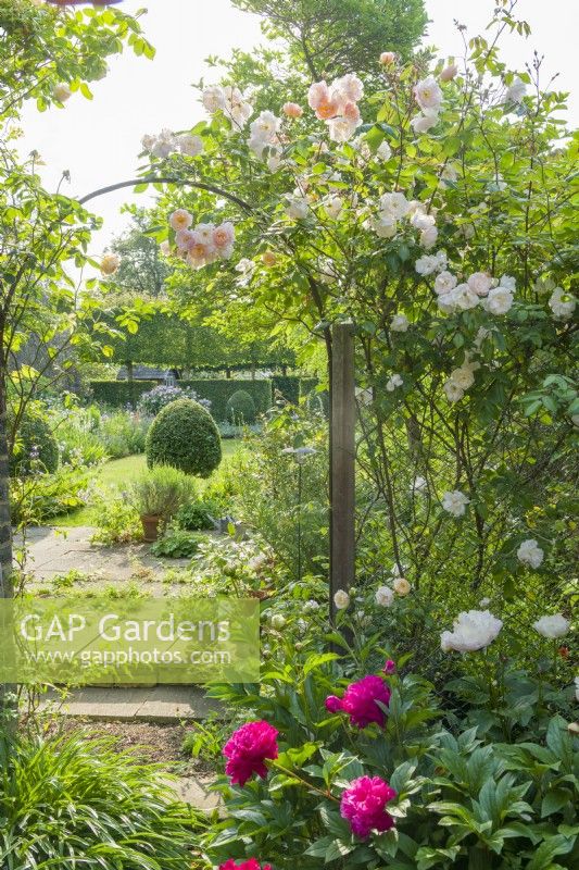View across a small paved terrace towards a formal town garden with Rosa 'The Lady of the Lake' trained over a wrought iron arch and wire trellis. Beds and borders with peonies and perennials. Box topiary, hedges and lawn. June.
