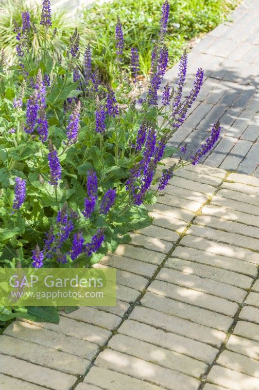 Detail of two contrasting clay pavers at the edge of a patio in a small contemporary town garden with Salvia nemorosa 'Caradonna'. June.