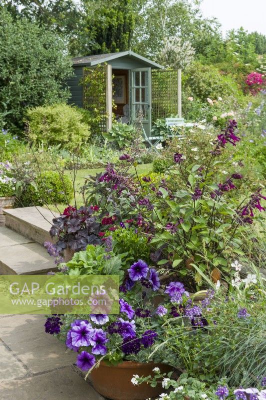 Group of containers on a patio planted with colourful seasonal bedding plants including  petunias, salvias, nemesias and verbena. Small timber summerhouse in garden beyond. June.