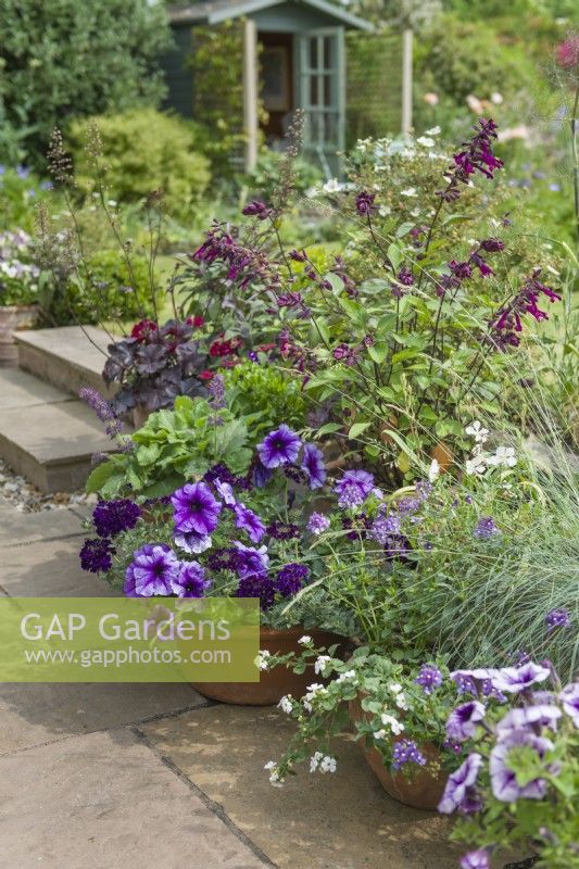 Group of containers on a patio planted with colourful seasonal bedding plants including  petunias, salvias, nemesias and verbena. Small timber summerhouse in garden beyond. June.