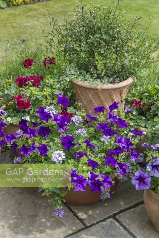 Group of terracotta pots on a terrace with petunias, verbenas baccopa and pelargoniums. June,