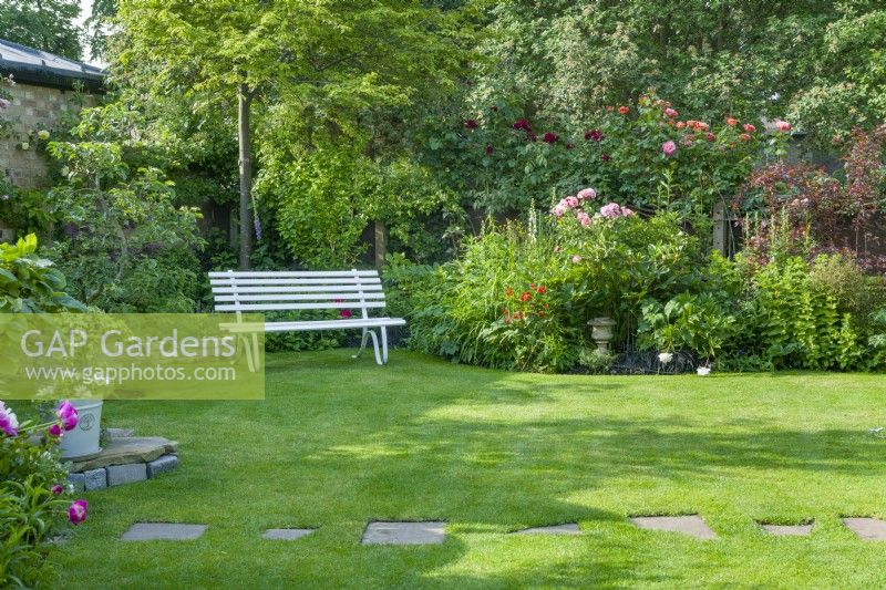 View of a corner of a secluded town garden with white painted timber and wrought iron garden bench on lawn with stepping stones. Informal flowerbeds with peonies and climbing roses. June.