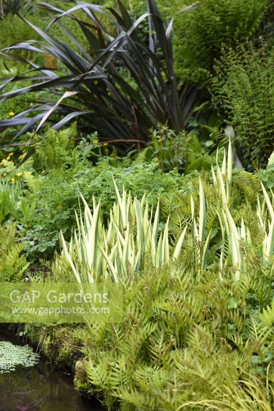 Iris pallida 'Argentea Variegata' in April