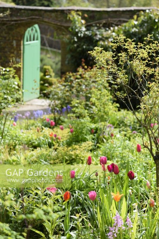 Tulips in the walled garden at Hartland Abbey in April