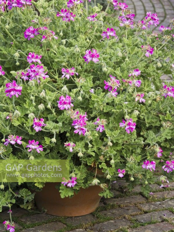 Pelargonium 'Pink Capricorn', a scented-leaved variety