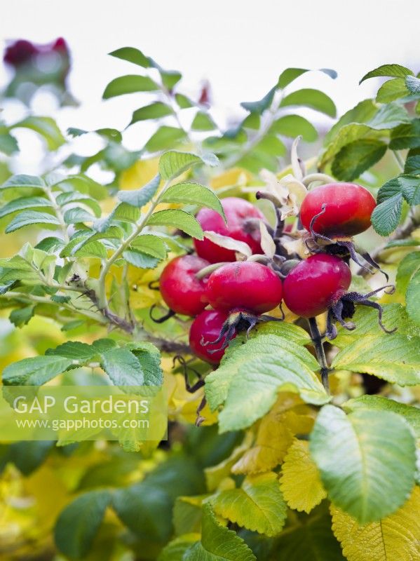 Rosa rugosa 'Alba' - large red hips in autumn
