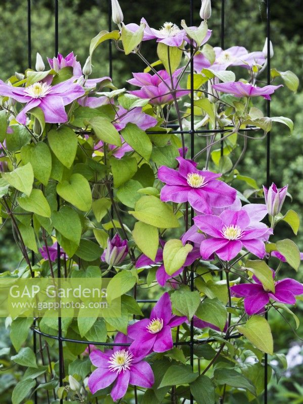 Clematis 'Alaina' syn. 'Evipo056' on black wire support