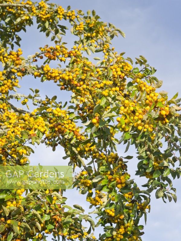 Malus x zumi 'Golden Hornet' - Crab apple - yellow fruits berries in autumn