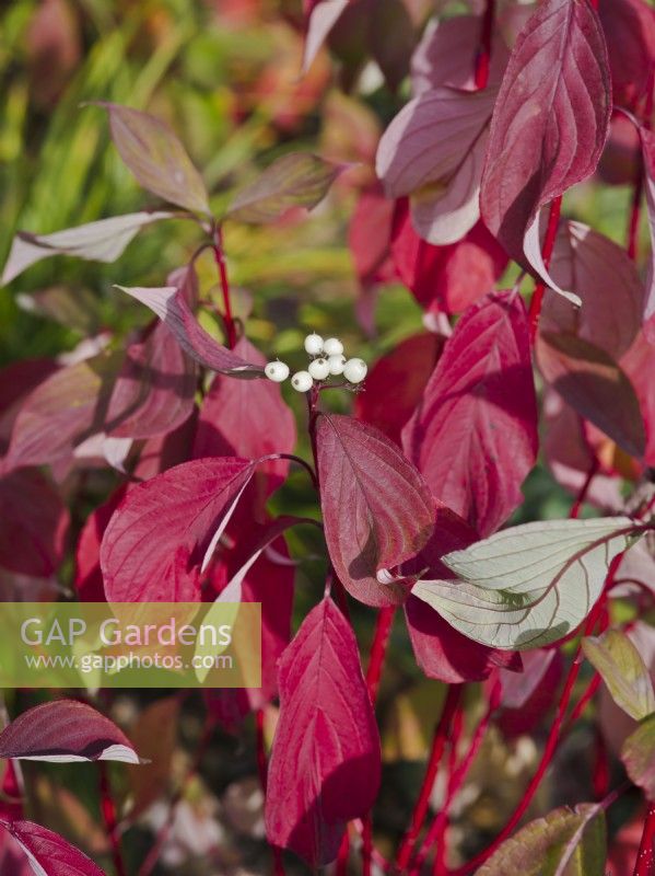 Cornus alba Baton Rouge 'Minbat' - Dogwood - red leaves and stems in autumn