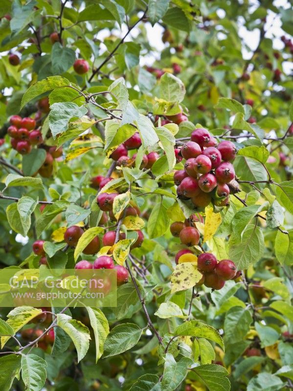 Malus 'Evereste' - Crab apple - red fruits in autumn