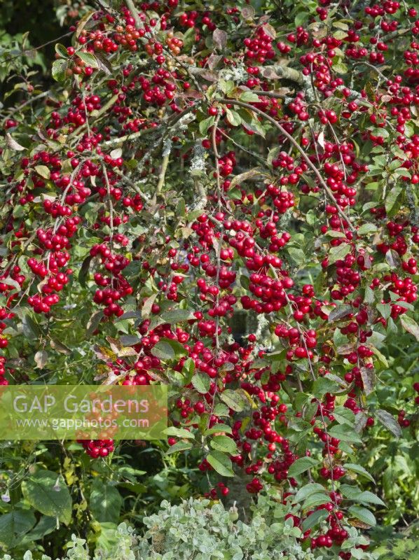 Malus x robusta 'Red Sentinel' - Crab apple - red berries fruits in autumn