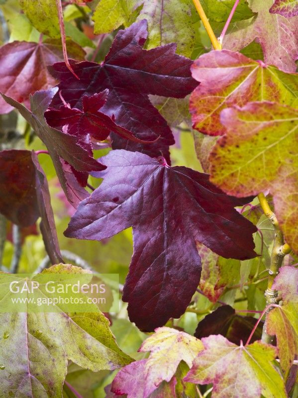 Leaves of Liquidambar styraciflua 'Burgundy' in Autumn - Sweet gum