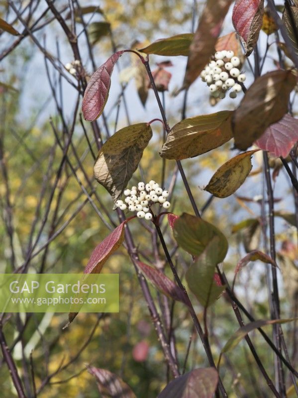Cornus alba 'Kesselringii' - Dogwood - White berries in Autumn