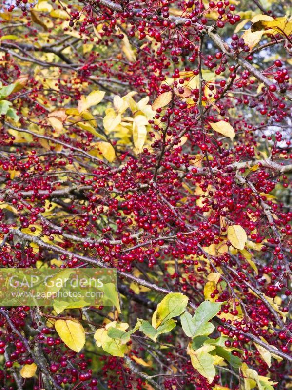 Malus sargentii - Crab Apple - red berries in autumn