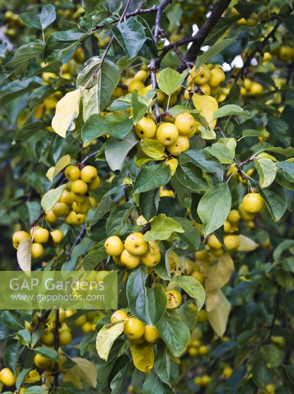 Malus 'Butterball' AGM - Crab apple, yellow fruits in autumn