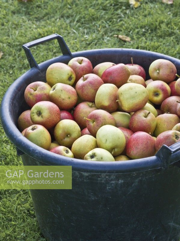 Harvested apples in bucket - Malus domestica