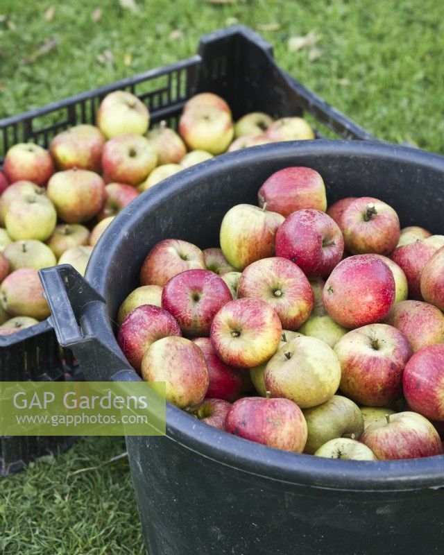 Harvested apples in bucket and crate - Malus domestica