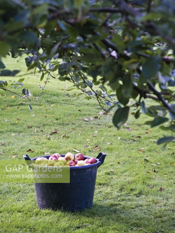 Harvested apples in bucket under tree - Malus domestica