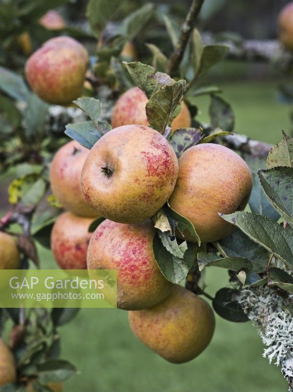 Apple 'Ashmead's Kernel' - Malus domestica - dessert apple