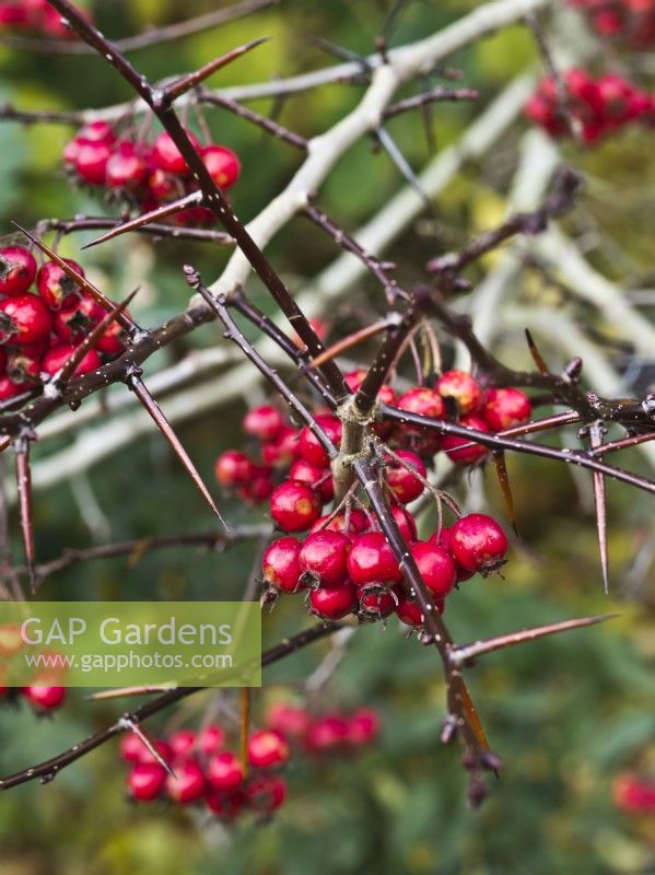 Crataegus persimilis 'Prunifolia' - Hawthorn - red berries in autumn