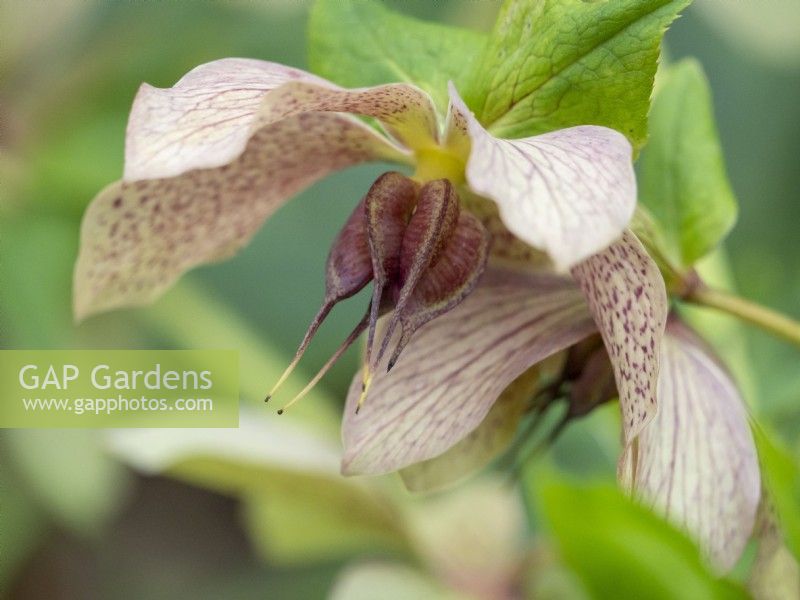 Hellebore flowers with developing seed pods