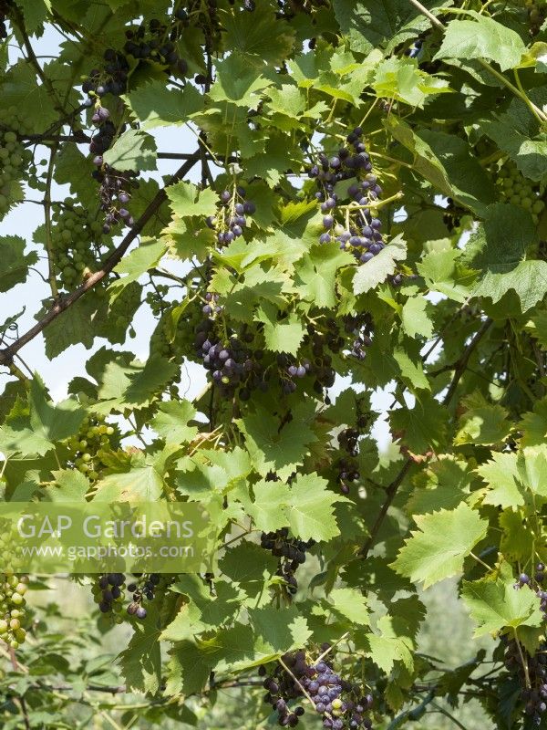 Vitis vinifera subsp. vinifera Early Campbell, summer July