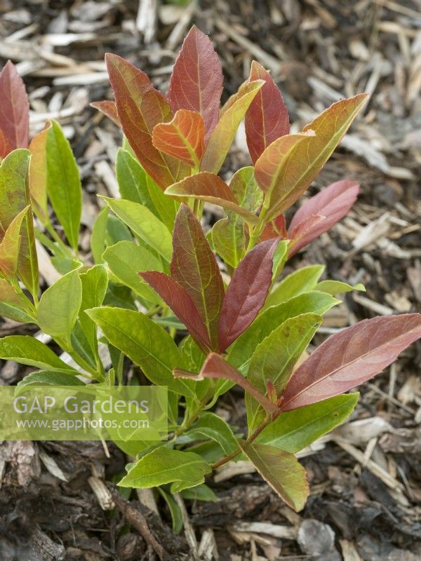 Viburnum odoratissimum Coppertop, spring May