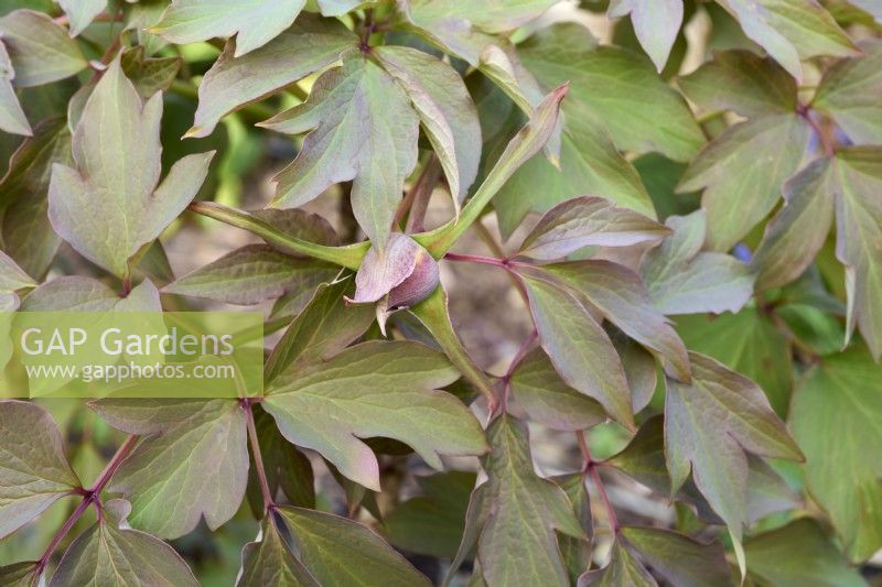 New foliage and flowerbuds of Paeonia suffruticosa Rouge