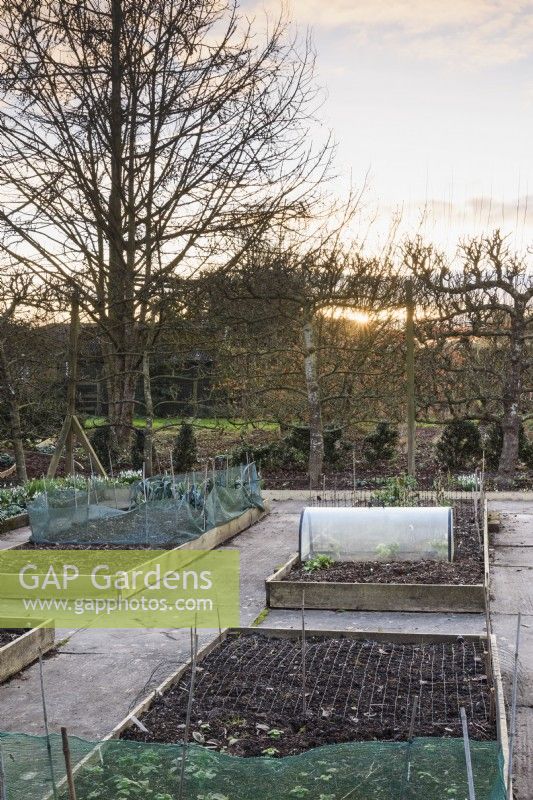 Formal vegetable garden of raised beds surrounded by espaliered fruit trees at Ivy Croft in January
