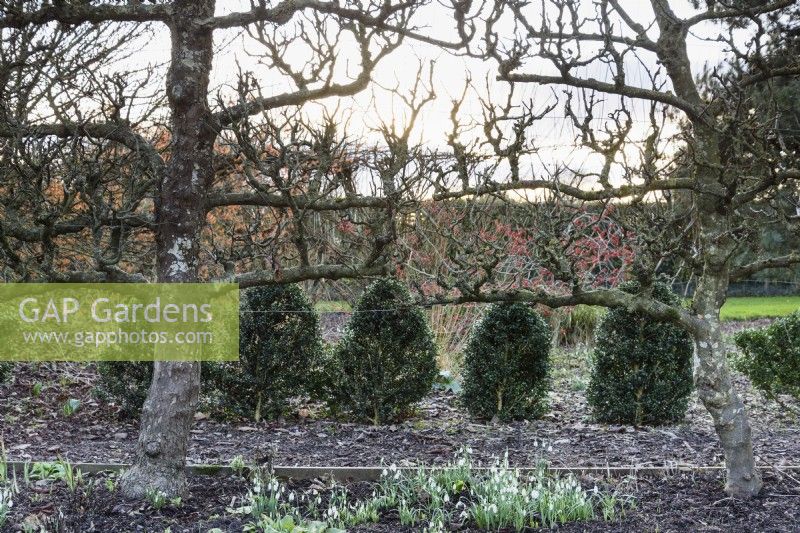 Espaliered apple trees dividing areas of a garden underplanted with snowdrops at Ivy Croft in January