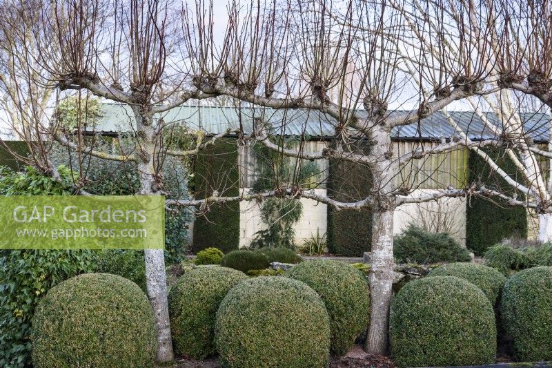 Pleached limes underplanted with plump box bushes at Ivy Croft garden in January
