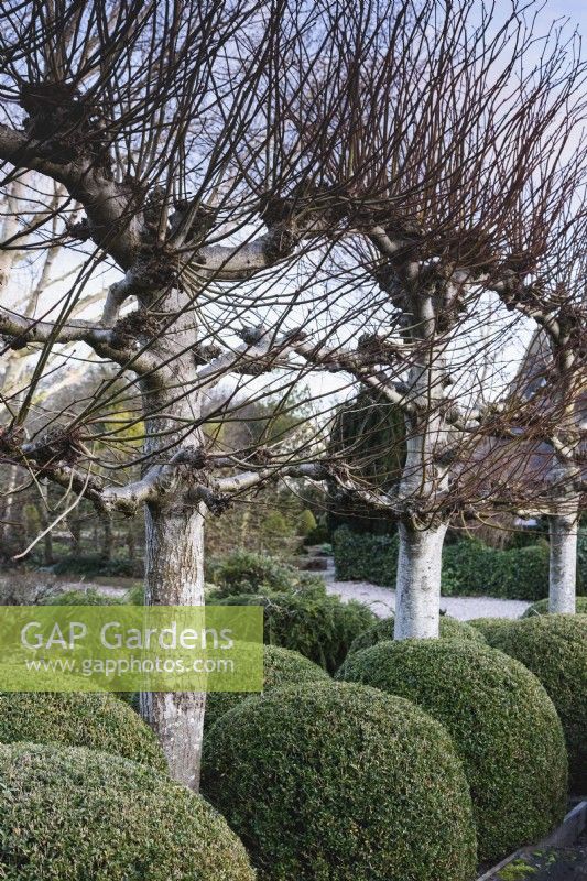 Pleached limes underplanted with plump box bushes at Ivy Croft garden in January