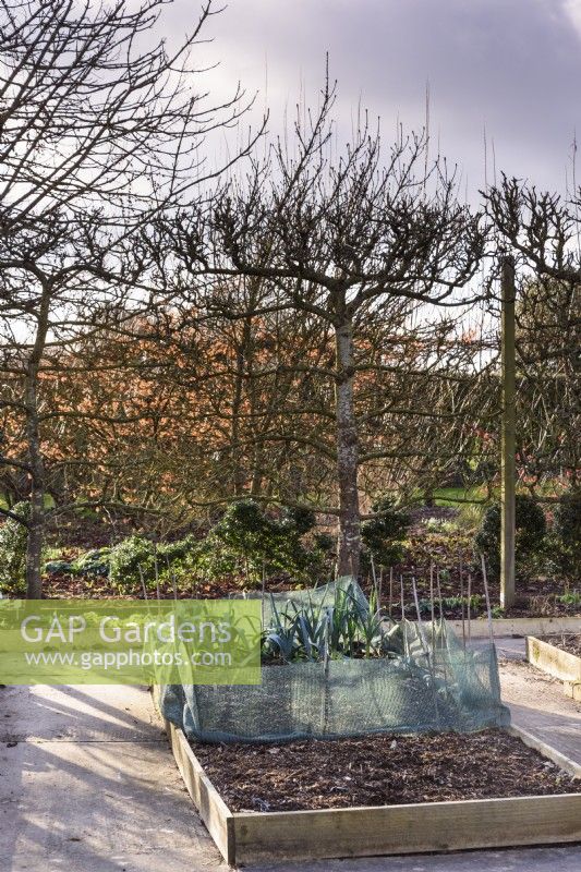 Formal vegetable garden framed by espaliered fruit trees at Ivy Croft in January