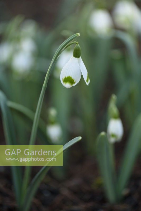 Galanthus 'Ivington Green' in January