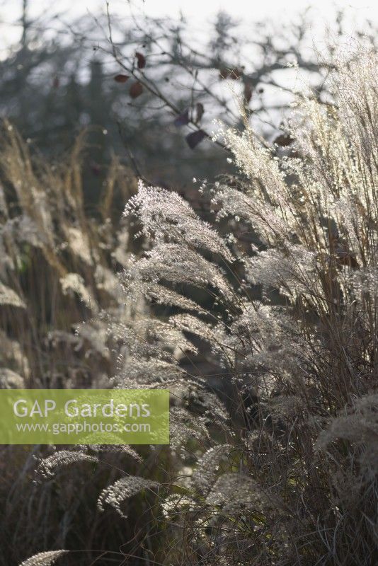 Miscanthus flowerheads in January