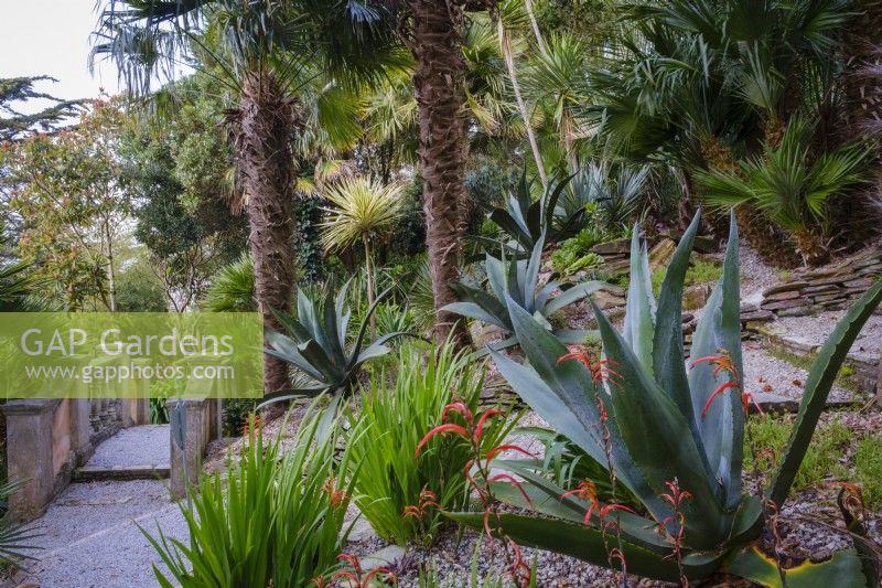 Chasmanthe aethiopica in foreground of semi tropical garden with Palms above and Agave americana