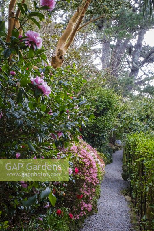 Kurume Azaleas and Camellias growing alongside path through woodland garden