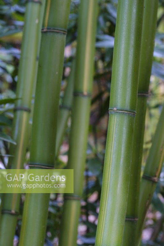 Phyllostachys vivax, the Chinese timber bamboo