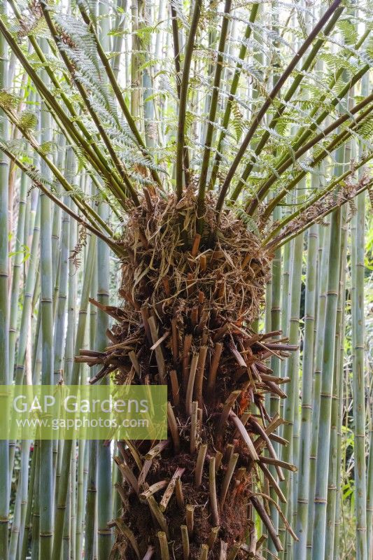 Dicksonia fibrosa, tree fern and bamboo Himalayacalamus hookerianus