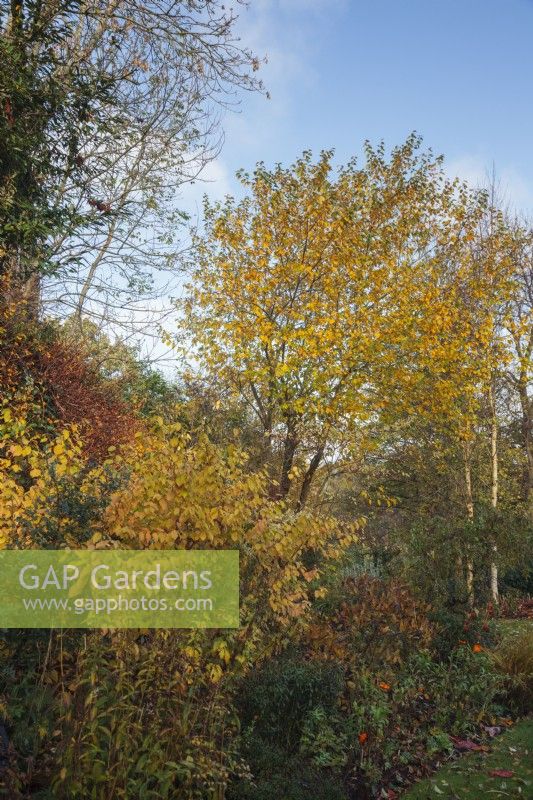 Mixed late autumn border with Cornus 'Midwinter Fire' and Salix caprea