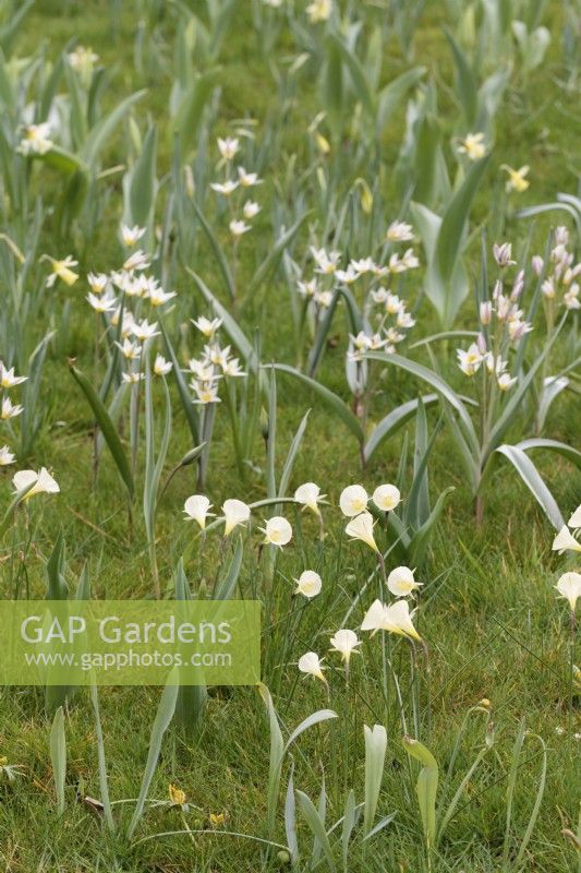 Narcissus Arctic Bells and Tulipa turkestanica growing in grass