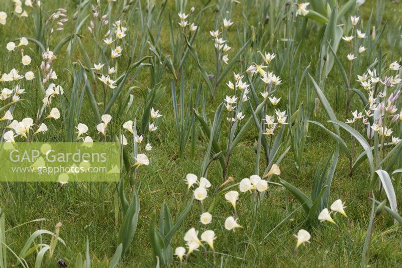 Tulipa turkestanica and Narcissus Arctic Bells and growing in grass