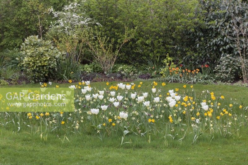 Tulipa 'Sylvestris', T. Purissima, Narcissus 'W. P. Milner' and Fritillaria meleagris growing in circle in grass