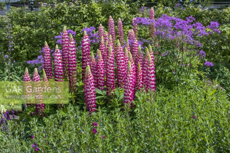 Summer bed planted with Lupinus West Country 'Rachel De Thame' and Thalictrum aquilegiifolium