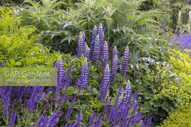 Summer bed planted with Lupinus Lupin 'King Canute', Salvia nemorosa and Cynara cardunculus 