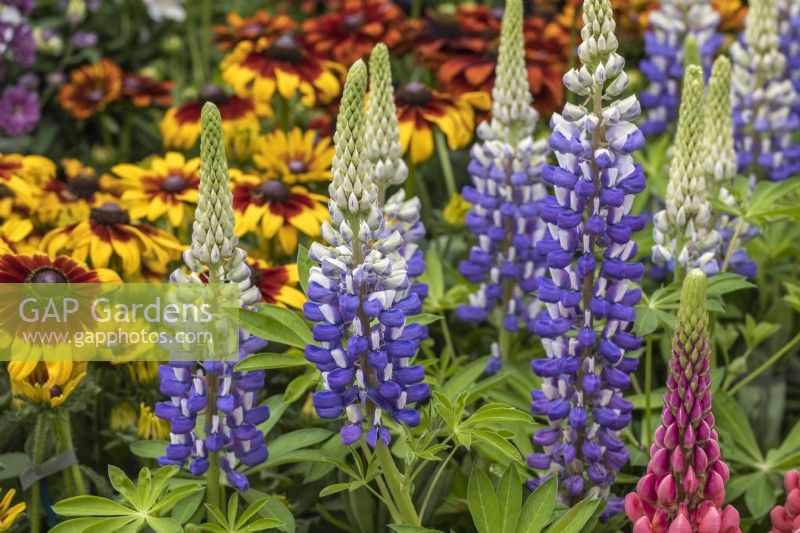 Lupin polyphyllus 'Tower Blue White'
