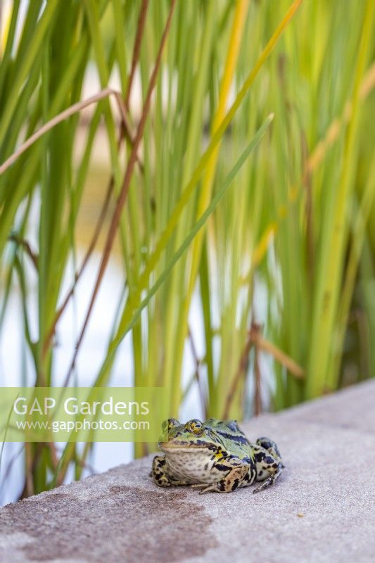 Rana esculenta, Green frog on the bank of a garden pond