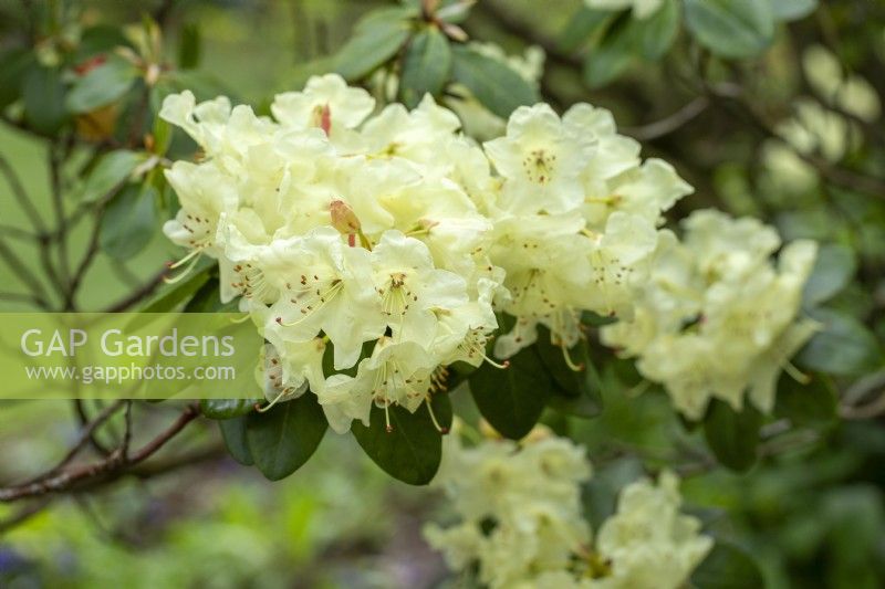 Rhododendron 'Moonshine Bright' - in Spring