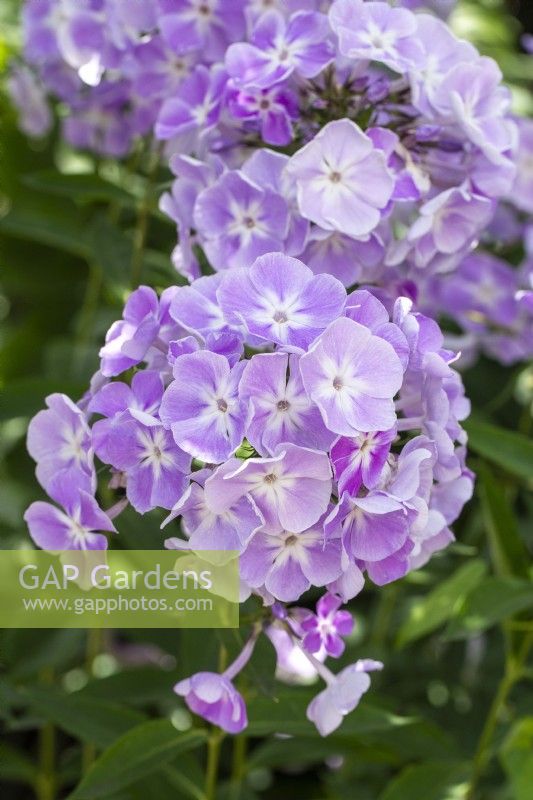 Phlox paniculata 'Violetta Gloriosa' - Summer