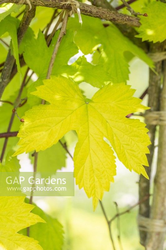 Humulus Iupulus 'Aureus' - Golden Hop leaf
